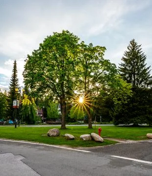 Sunbeam during the sunset through the big tree. Stock-Fotos