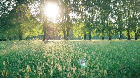 Sunbeam entering in forest Stock Footage 66458142