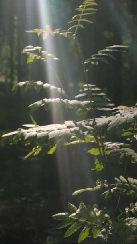 Sunbeam falling on foliage in the forest Stock Footage 306856336