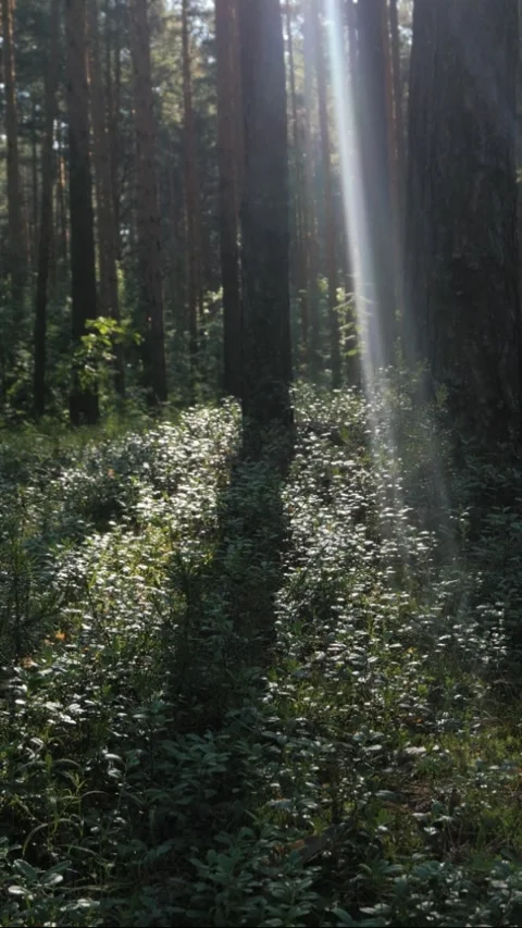 Sunbeam falling on grass and bushes in the forest Stock Footage 306856939