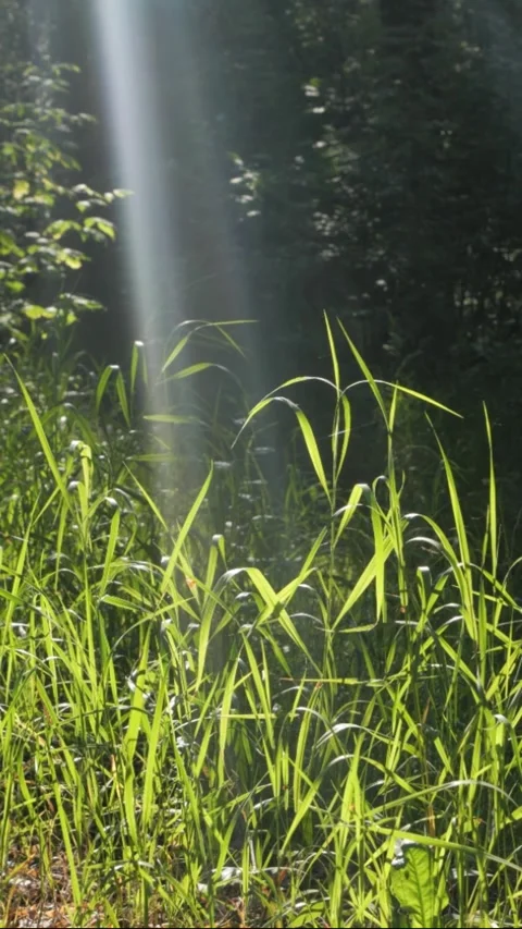 Sunbeam falling on green grass in the forest Stock Footage 306856332