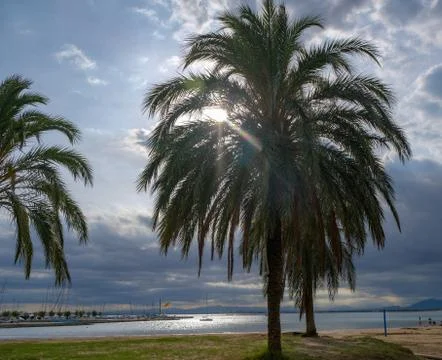 Sunbeam falling through palm branches in the beach Stock Photos