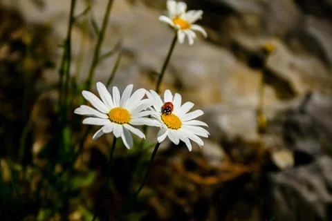 Sunbeam falls on chamomile and ladybug Stock Photos