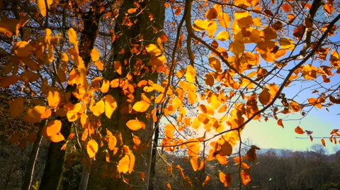 Sunbeam filter through golden leaves Stock Footage 56882736
