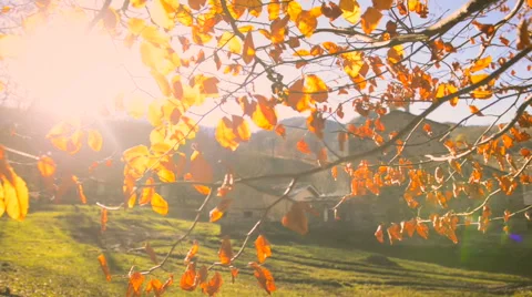 Sunbeam filter through golden leaves Stock-Footage 56882869