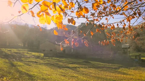 Sunbeam filter through golden leaves Stock-Footage 56883000