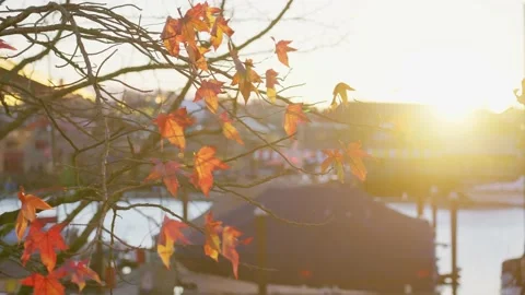 Sunbeam filter through golden leaves Stock-Footage 145885338