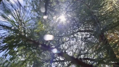 Sunbeam filtering through pine needles, upward camera angle capturing forest Vidéo 348190476