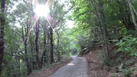 Sunbeam filters through the trees Vídeo Stock 141075461