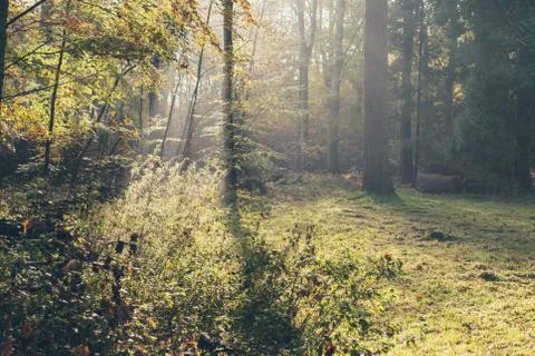 Sunbeam in foggy autumn forest. Stock Photos