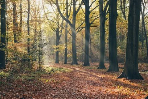 Sunbeam in foggy autumn forest. Stock Photos