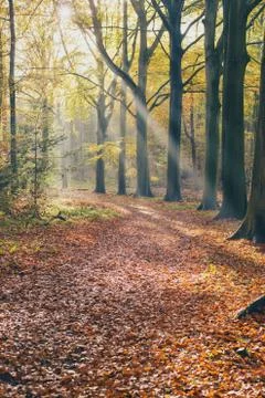 Sunbeam in foggy autumn forest. Stock Photos