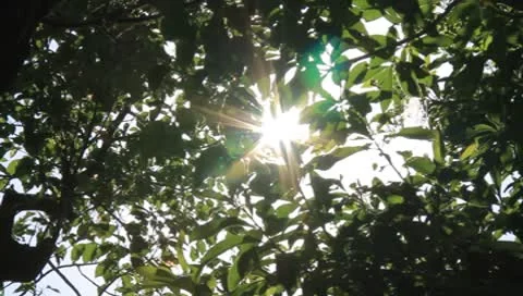 Sunbeam Stock Footage 8908682