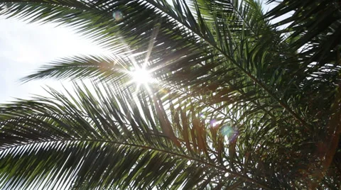 Sunbeam Stock Footage 36199076