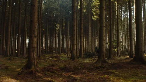 Sunbeam forest Stock Footage 107942422