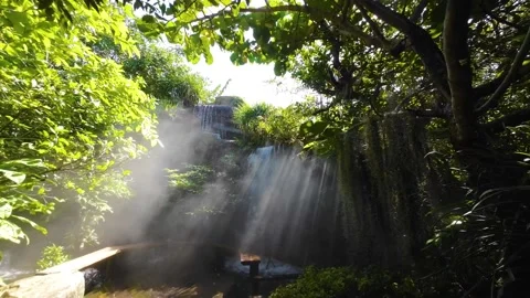 Sunbeam in the forest Stock Footage 236824449