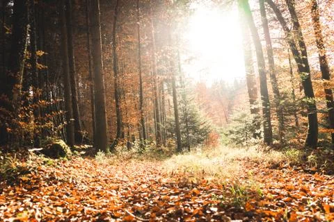 Sunbeam in the forest Stock Photos