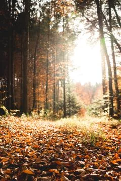 Sunbeam in the forest Stock Photos