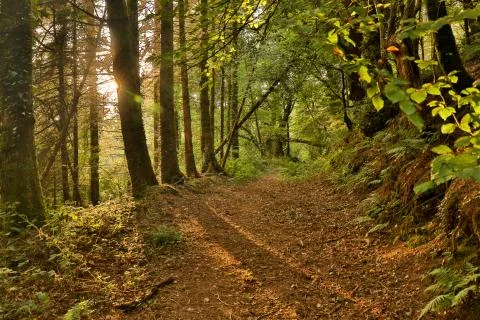 Sunbeam on the forest in summertime with shadow and light contrast Stock Photos
