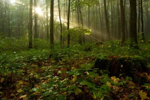 Sunbeam illuminating on the branch of the tree Stock Photos