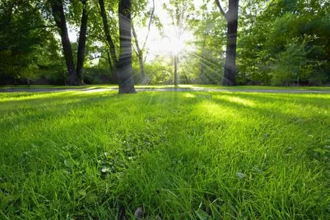 Sunbeam Stock Photos