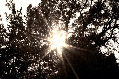 Sunbeam Stock Photos