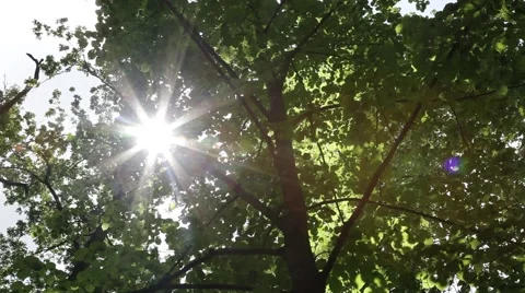 Sunbeam Piercing through Leaves of Trees. Stock Footage 43480881