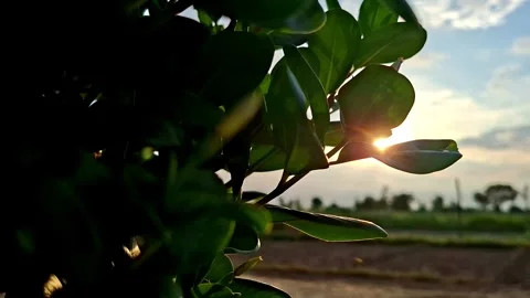 Sunbeam Piercing Through Thick Shrub Foliage Stock Footage 339114570