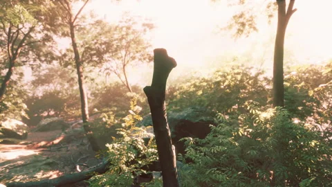 Sunbeam shine through the green forest Stock Footage 232922813