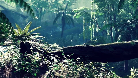 Sunbeam shine through the green forest Stock Footage 232924377