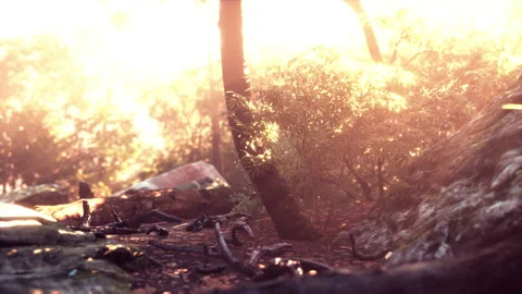 Sunbeam shine through the green forest Stock Footage 234186272