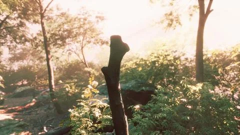 Sunbeam shine through the green forest Illustrazione stock