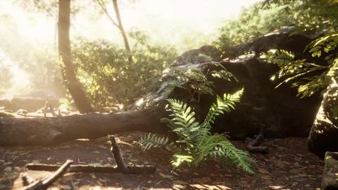 Sunbeam shine through the green forest Stock-Illustration
