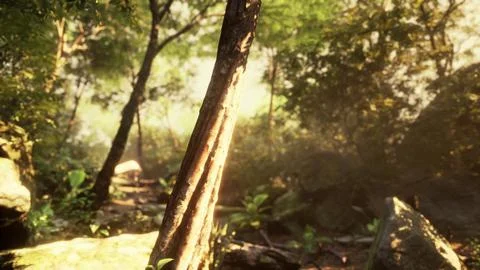 Sunbeam shine through the green forest Stock-Illustration
