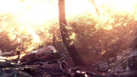 Sunbeam shine through the green forest Illustrazione stock