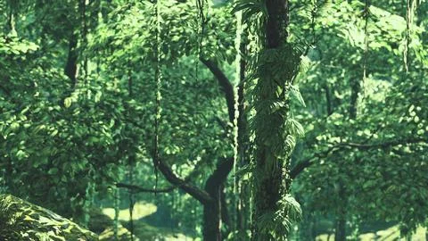 Sunbeam shine through the green forest Illustrazione stock