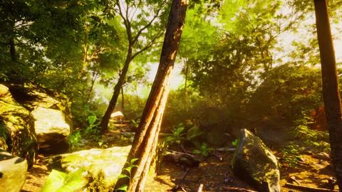 Sunbeam shine through the green forest Stock-Illustration