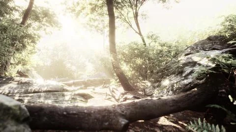 Sunbeam shine through the green forest Illustrazione stock