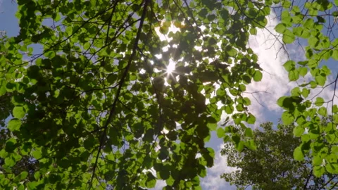 A sunbeam shines with a glare through a tree Stock Footage 207953300