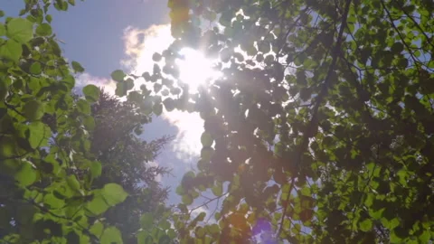 A sunbeam shines with a glare through a tree Stock Footage 207953474
