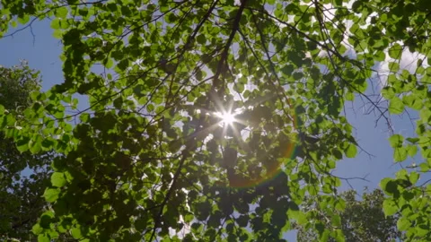 A sunbeam shines with a glare through a tree Video stock 207953510
