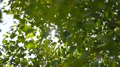 The sunbeam shines through the green leaves of the trees. summertime Stock Footage 133554995