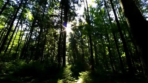 Sunbeam Shining Through Forest Trees Stock Footage 322827385
