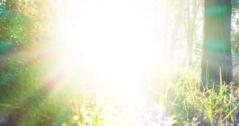 Sunbeam shining through tree sunny ray  lens flare beautiful sunlight amazing la Видео 150771485