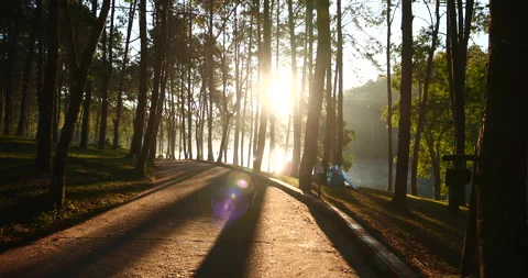 Sunbeam shining through tree sunny ray  lens flare beautiful sunlight amazing la Stock Footage 150771555