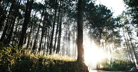 Sunbeam shining through tree sunny ray  lens flare beautiful sunlight amazing la Stock Footage 150771645