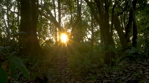 Sunbeam shining through tree sunny ray lens flare beautiful sunlight Stock Footage 254453652