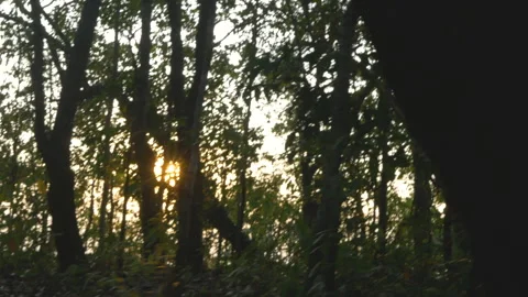 Sunbeam shining through tree sunny ray lens flare beautiful sunlight Stock Footage 254453916