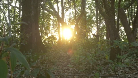 Sunbeam shining through tree sunny ray lens flare beautiful sunlight amazing lan Stock Footage 255539913