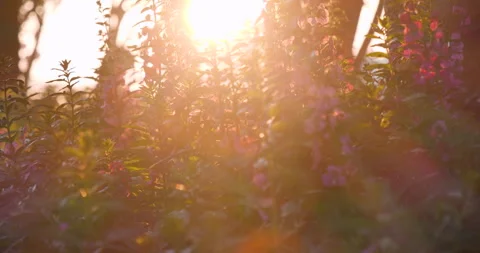 Sunbeam shining through tree sunny ray lens flare beautiful Stock Footage 261787277